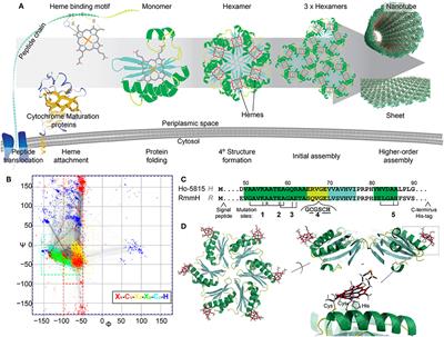 Functionalization of Bacterial Microcompartment Shell Proteins With Covalently Attached Heme